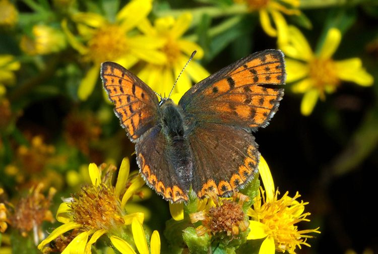 Heodes